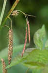 Great smokey mountain sedge